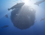 Beyond Blue – Unterwasserabenteuer startet auf der Switch
