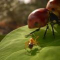 Empire Of The Ants – Hier kommt der Accolades-Trailer