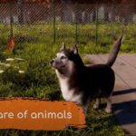 Animal Shelter 2 erscheint im Juli