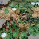 Yield! Fall of Rome – Umfangreiches Gameplay-Video veröffentlicht